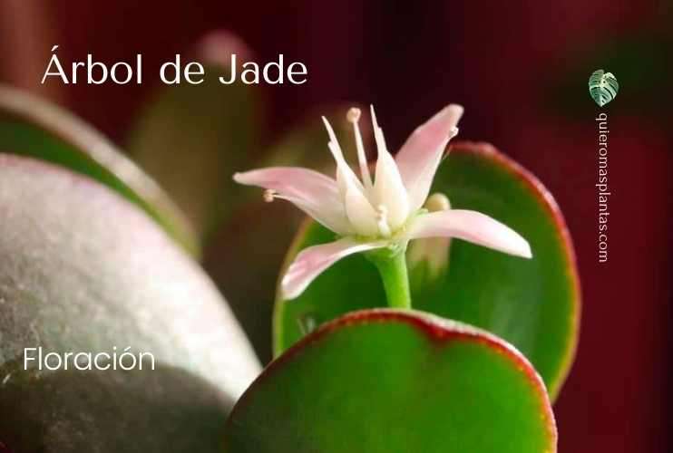 Floració, Jade