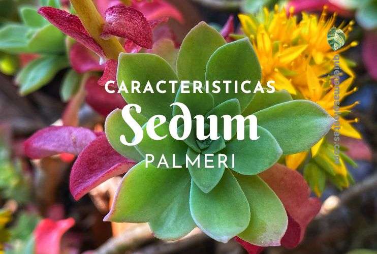 Sedum Palmeri cuidados