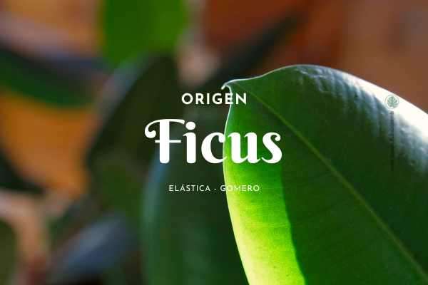 Ficus Gomero