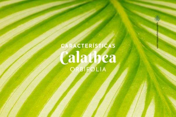 Calathea orbifolia