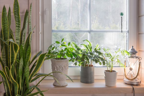 Sansevieria Guia de cuidados