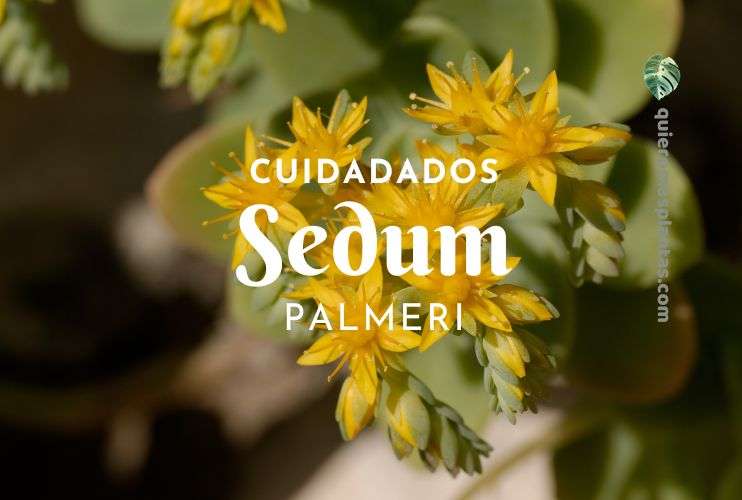 Cuidados del Sedum Palmeri Suculenta Sedum Palmeri características
