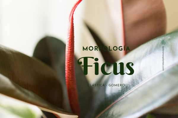 Ficus Gomero