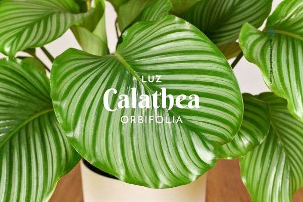 Calathea orbifolia