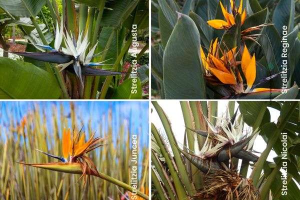 diferencia de Strelitzias