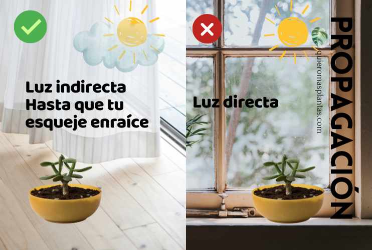 Ubicacion de los esqujes a propagar