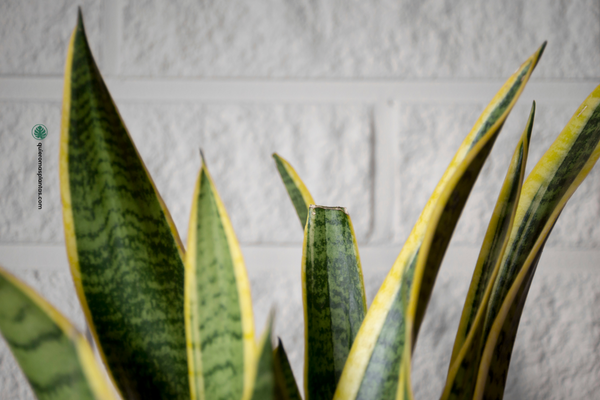 Sansevieria Guia de cuidados