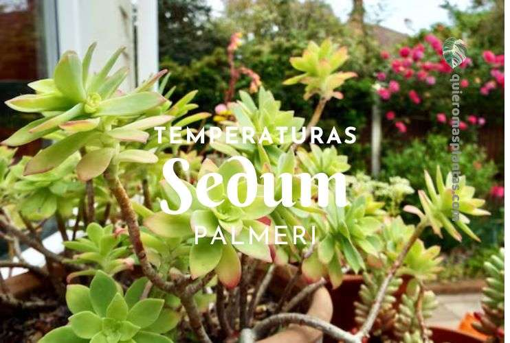 Sedum Palmeri Temperaturas