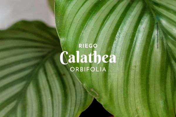 Calathea orbifolia