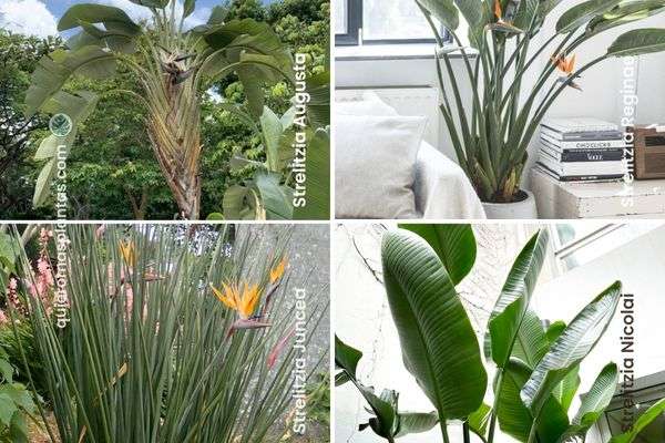 diferencia de Strelitzias