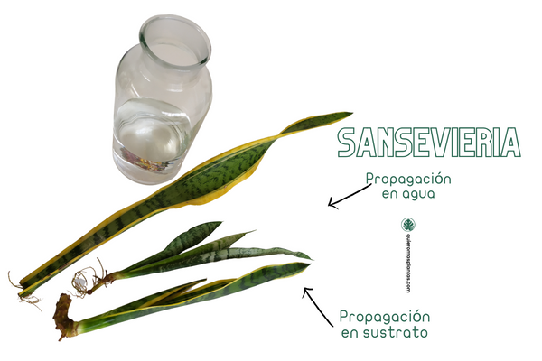 Sansevieria