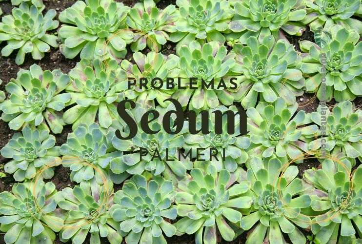 Sedum Palmeri Problemas