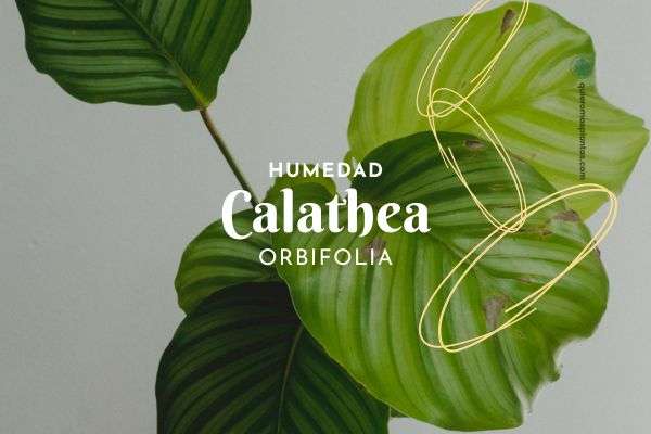 Calathea orbifolia