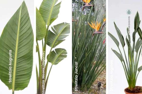 diferencia de Strelitzias