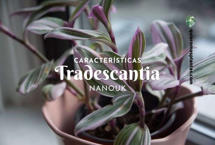 Caracteristica de las tradescantia