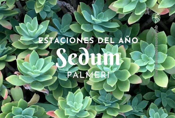 Sedum Palmeri Estaciones del año