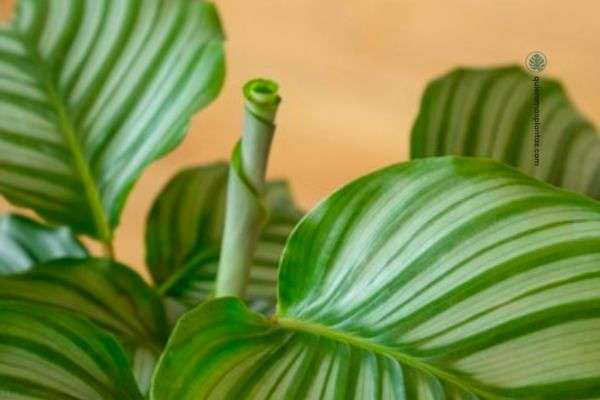 Calathea orbifolia
