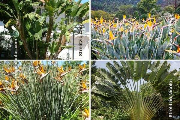 crecimiento Strelitzias