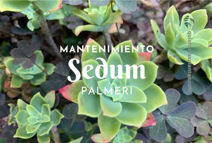 Sedum Palmeri Matenimiento