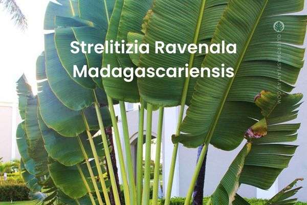 Strelitizia Ravenala Madagascariensis