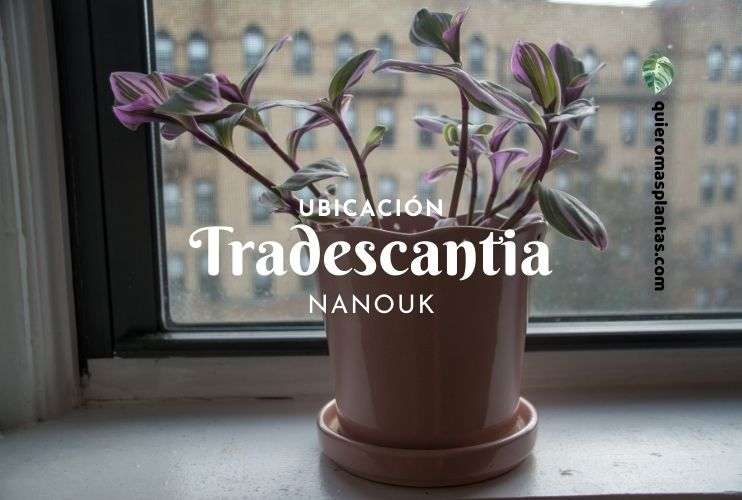 Donde ubico mi Tradescantia Nanouk