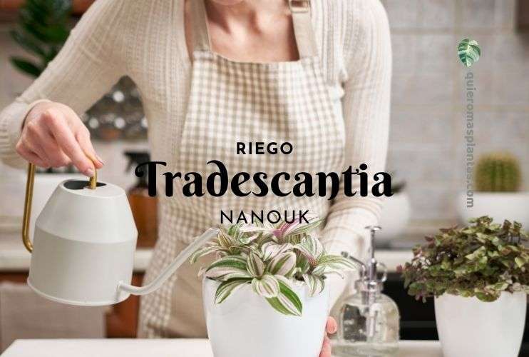Como regar una Tradescantia Nanouk