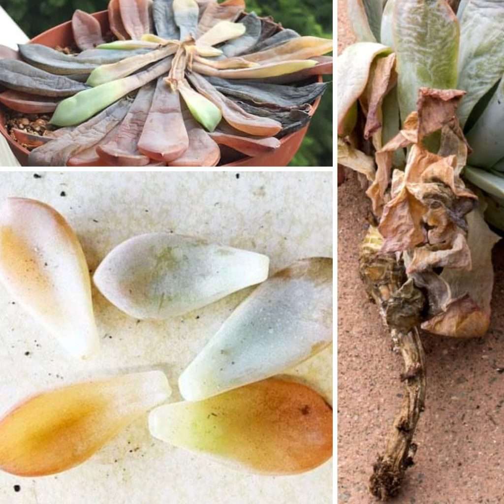 Suculentas con problemas