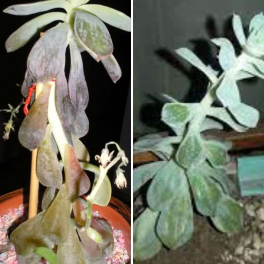 Suculenta con falta de luz