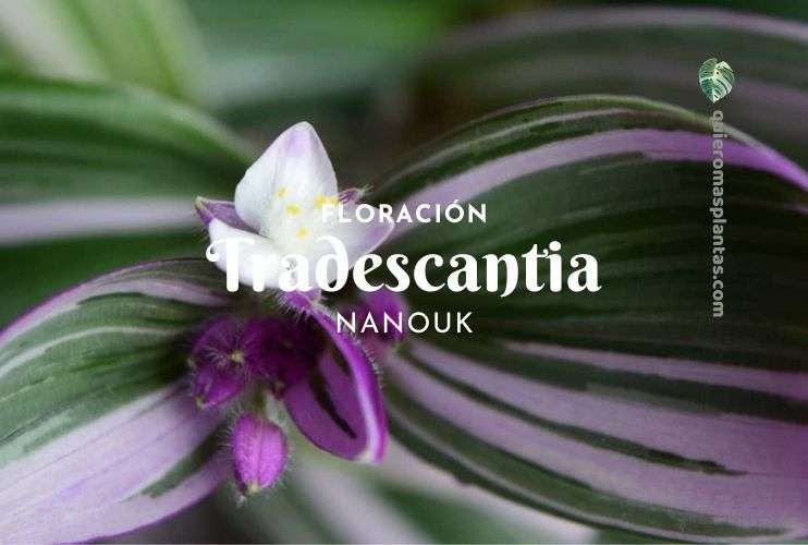 Floracion Tradescantia Nanouk