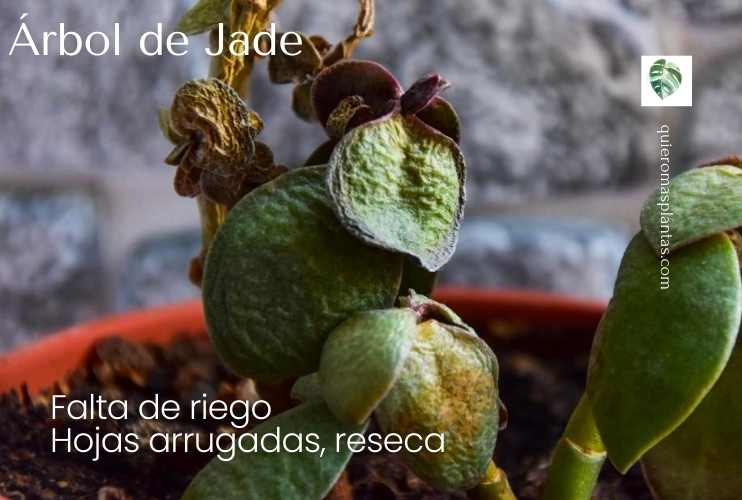 Hojas arrugadas en mi arbol de Jade
