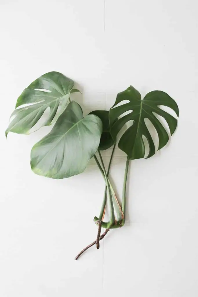 Monstera - Cotilla de adan