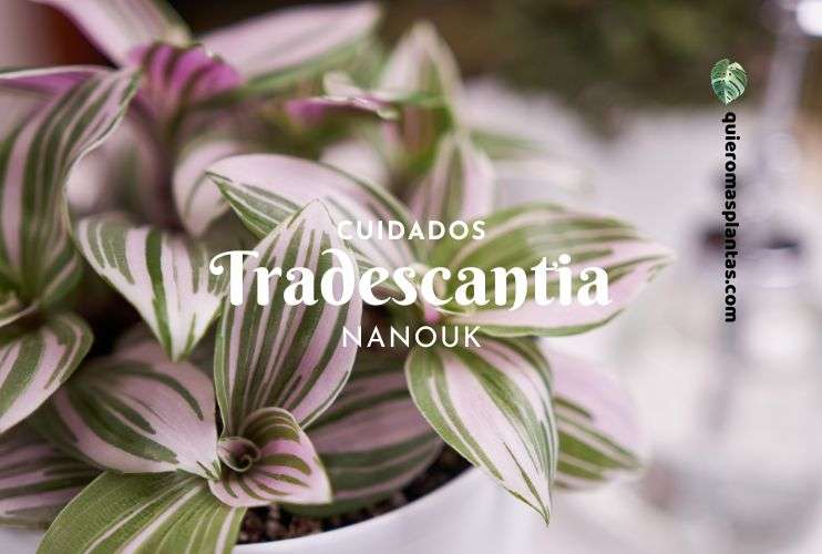 Tradescantia Nanouk cuidados