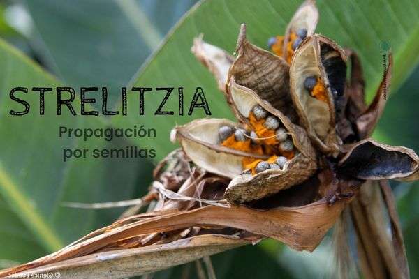 Strelitzia propagació