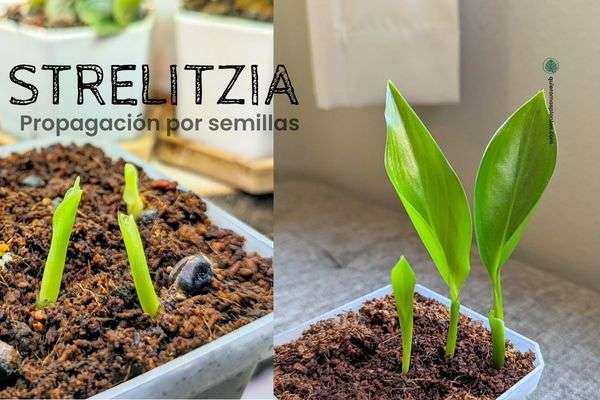 Strelitzia propagació por semilla