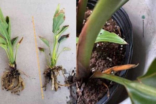 Strelitzia propagació por divisió