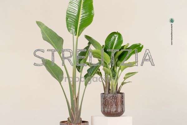 Strelitzia propagació por divisió