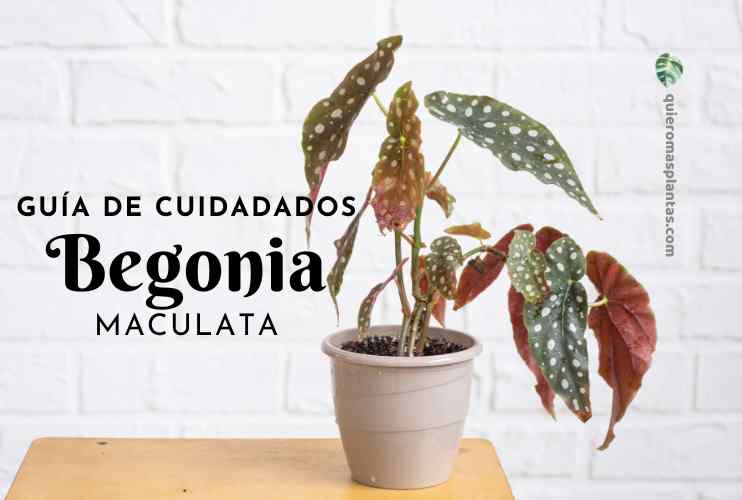 Begonia Maculata