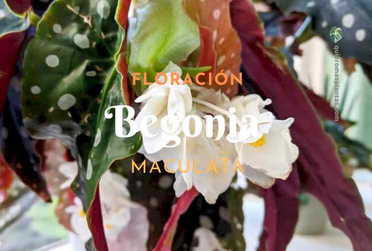 Como florece una Begonia
