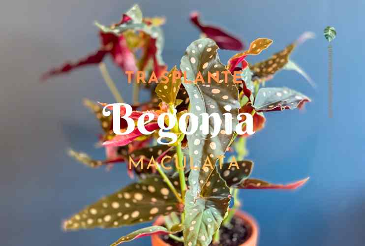 Begonia Maculata traplante