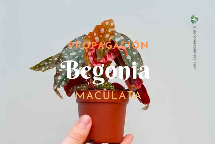 propagacion Begonia Maculata