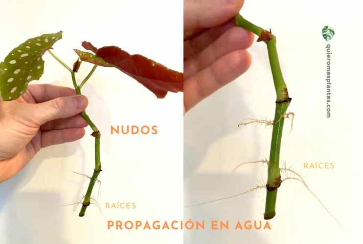 Propagaciones botanicas