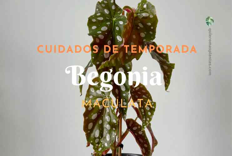 Cuidados de temporada Begonia Maculata