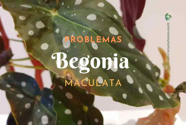 Problemas en mi Begonia Maculata