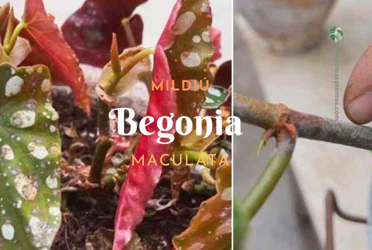 Mildiú Begonia