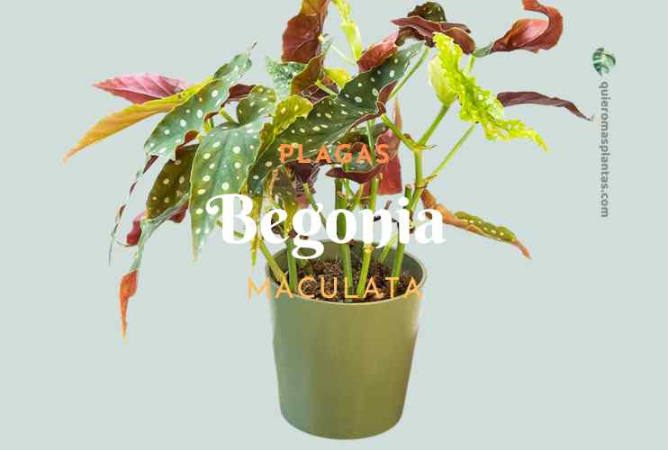 Begonia Maculata Plagas