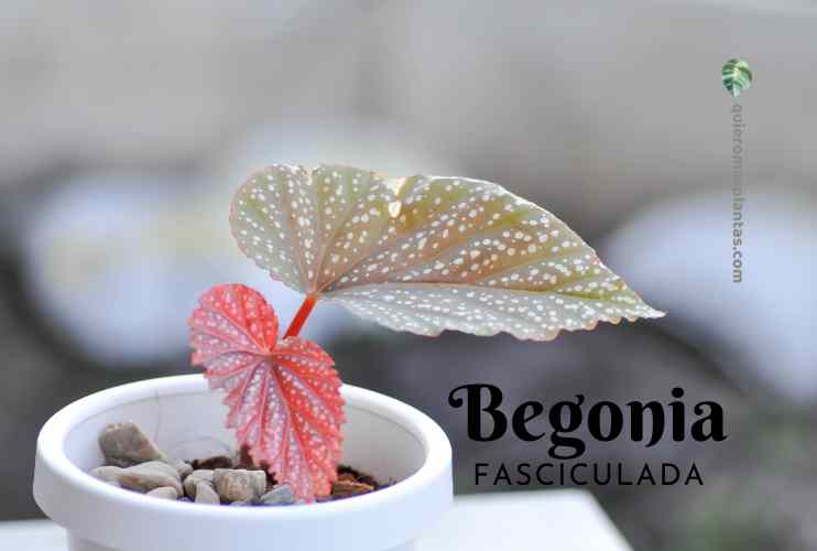 Begonia Faciculada