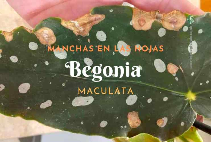 Manchas en las hojas Begonia