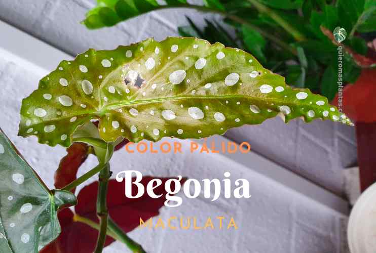 Manchas en las hojas de mi Begonia Maculata