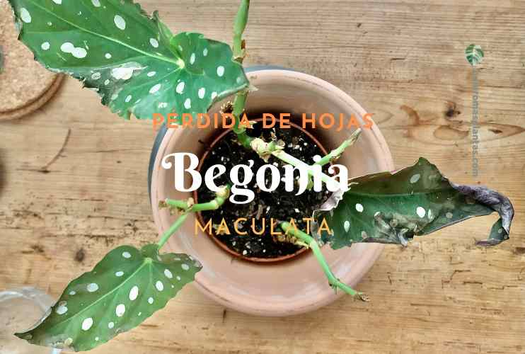 Begonia Maculata caída de hojas