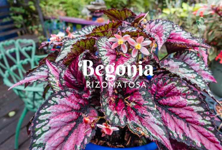 Begonia Rizomatosa